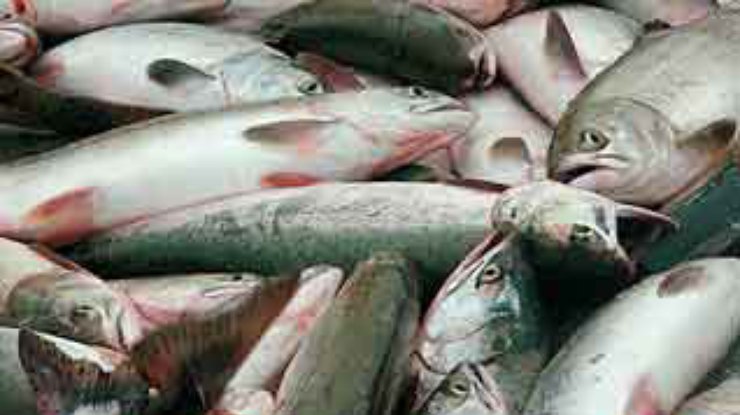 Климатические изменения повлияют на рыболовство
