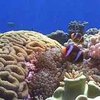 Треть видов кораллов находится на грани исчезновения