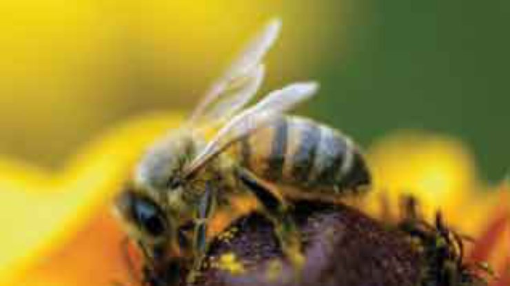 Пчелиный яд – эффективный антибиотик