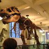 Найдены останки динозавров, погибших в борьбе