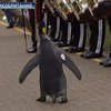 В Шотландии пингвина посвятили в рыцари