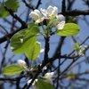 Харьковская яблоня зацвела под занавес лета