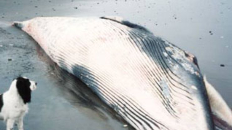 Японские ученые занимаются китобойным промыслом