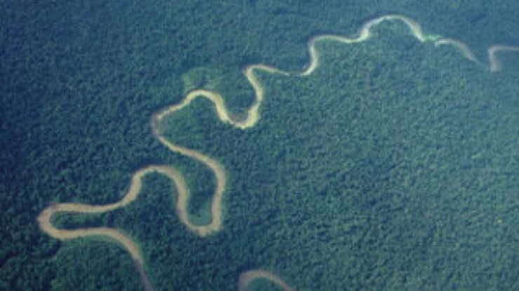 Гринпис остановил погрузку деревьев, вырубленных в тропических лесах