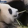 Китайские панды чувствуют себя хорошо