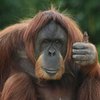 Защитники природы спасают орангутангов с Борнео