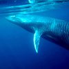 Японцы тайно охотятся на китов