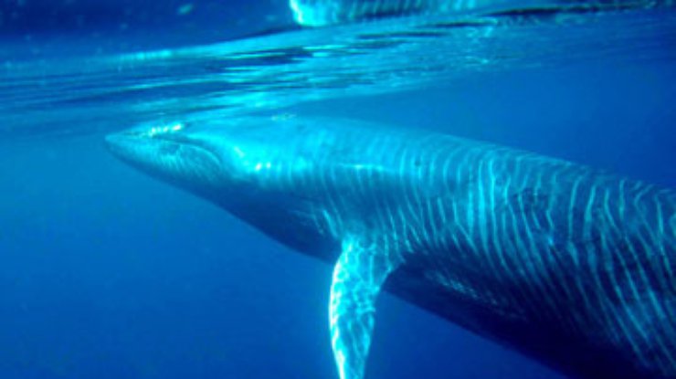 Японцы тайно охотятся на китов
