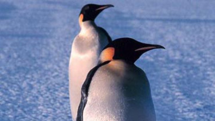 Прогноз: Императорские пингвины вымрут к 2100 году
