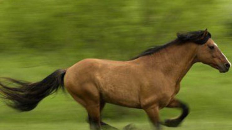 Лошадей одомашнили на тысячу лет раньше, чем считалось
