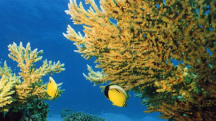 В Карибском море стало меньше рыбы из-за гибели кораллов