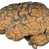 Интеллект зависит от физических параметров коры мозга