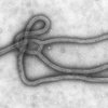 Вакцина против лихорадки Эбола впервые испытана на человеке
