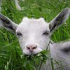 В Иране клонировали козу