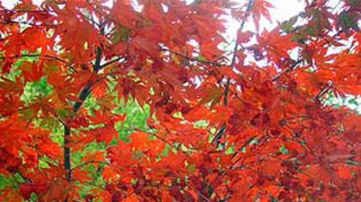Ученые нашли объяснение изменению цвета осенних листьев