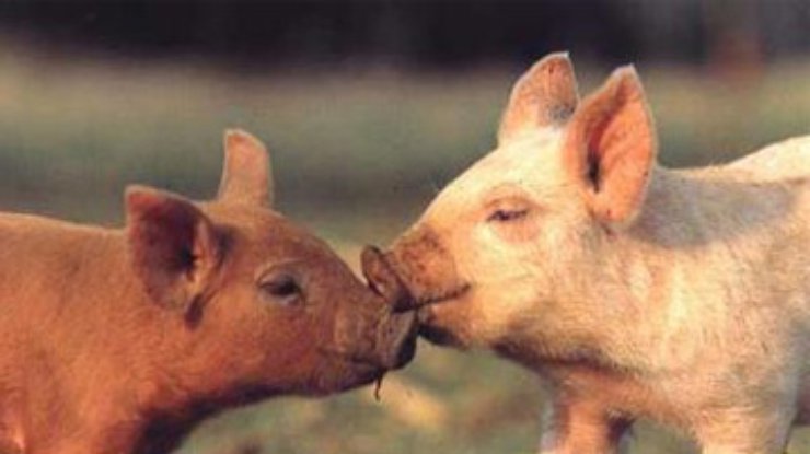 ООН не нашла связи гриппа А/H1N1 со свиньями