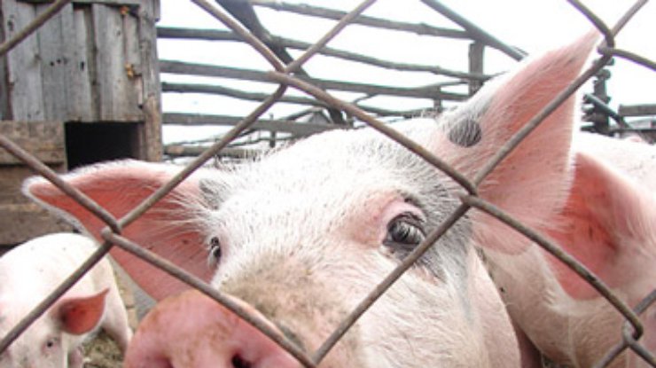 В Канаде фермер заразил новым гриппом стадо свиней