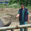 Немецкие мастера сделали педикюр киевскому слону