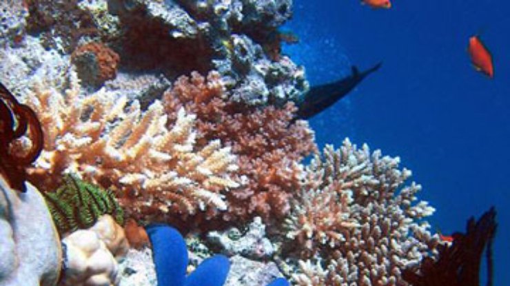 Карибские коралловые рифы стали плоскими