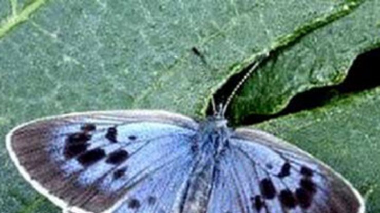 Ученые воскресили вымерший вид бабочек