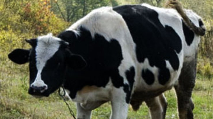 Ученые заставят коров выделять меньше метана