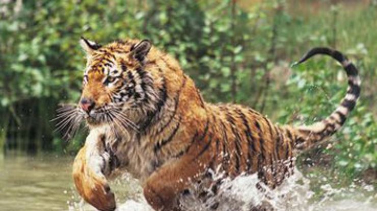 Прыжок азиатского тигра