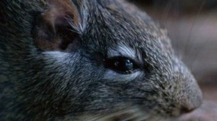 В лесах Папуа-Новой Гвинеи нашли огромных крыс