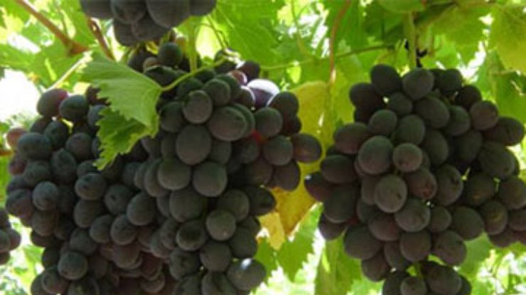 Виноград укрепляет сердце и нервную систему