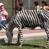 В зоопарке Газы ослиц превратили в зебр