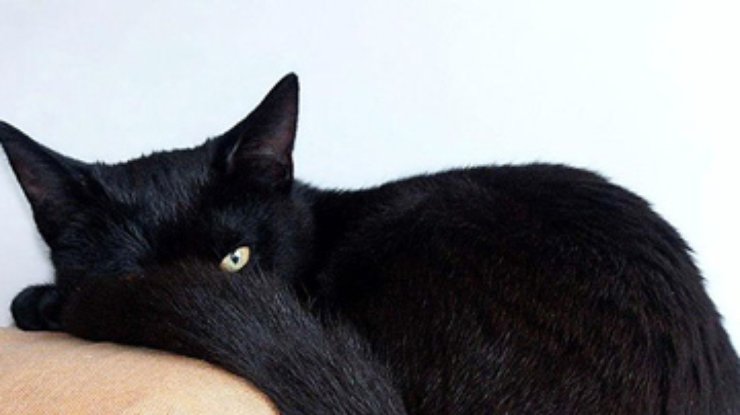 Пантера из Люксембурга оказалась черным котом
