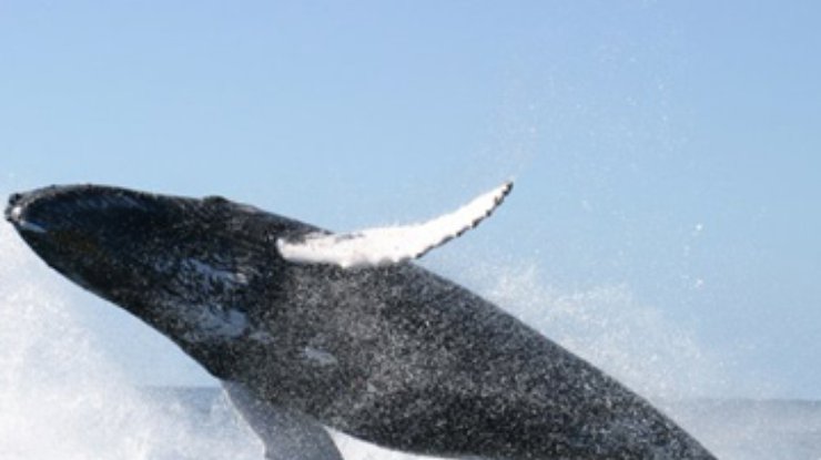 Голубые киты "поют" более низкими голосами, чем раньше