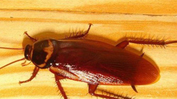 В Нью-Йорке нашли неизвестный вид тараканов