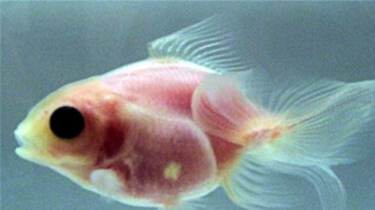 В Японии вывели прозрачную золотую рыбку