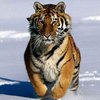 В Канаде тигр загрыз своего хозяина