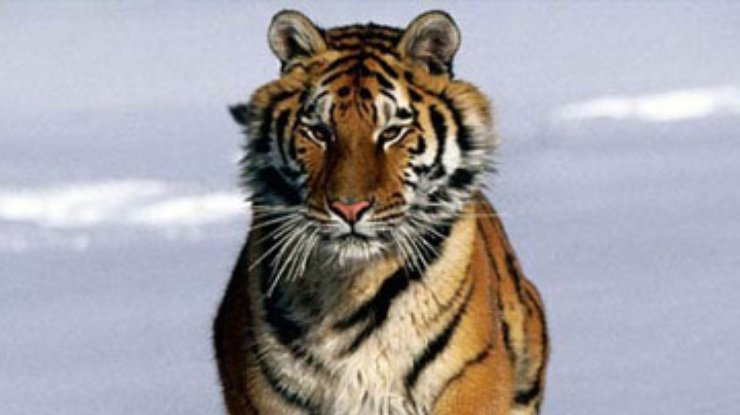В Канаде тигр загрыз своего хозяина