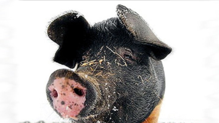 Зоозащитники сорвали проведение опытов на свиньях
