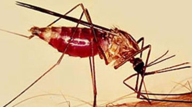 Вакцина против малярии может появиться уже через три года