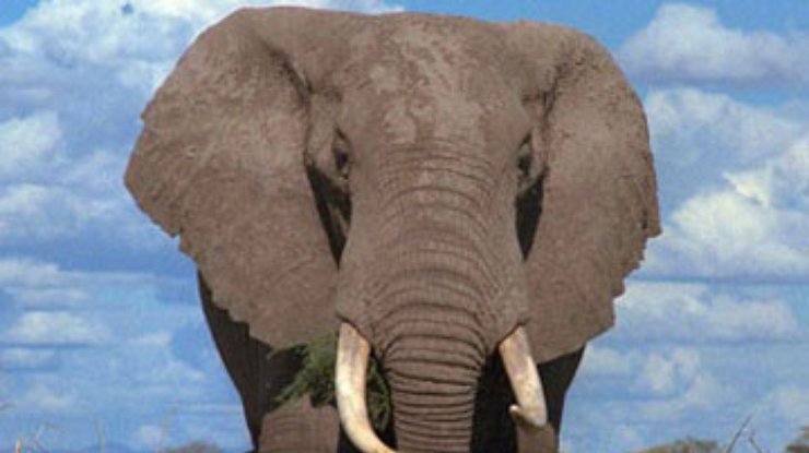 При быстром движении слоны идут и бегут одновременно