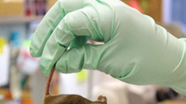 Ученые создали мышей с человеческой печенью