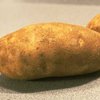 В ЕС разрешили выращивать трансгенный картофель