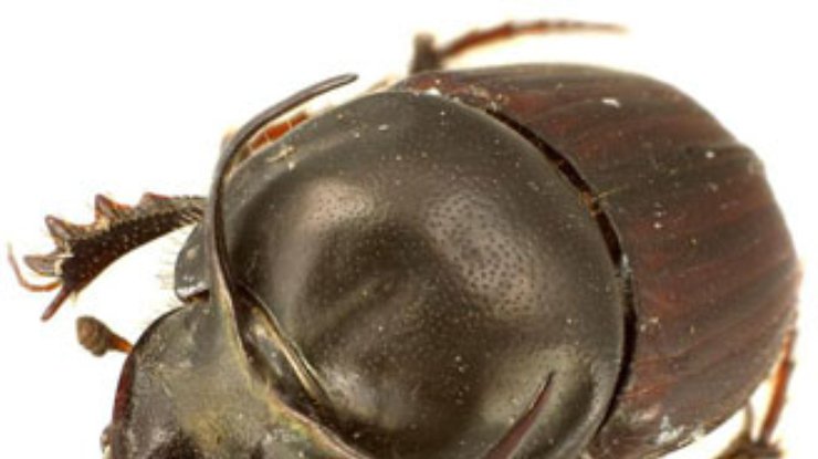 Ученые определили самое сильное насекомое