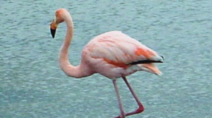 В Андах нашли "любящих" мышьяк фламинго