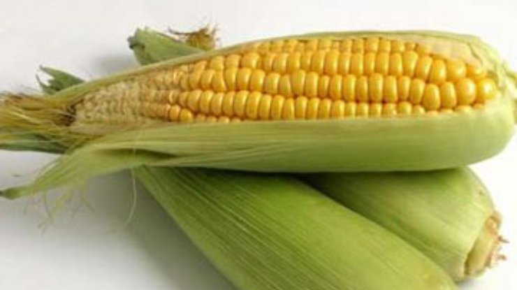 Диоксина в украинской кукурузе нет – расследование Минагрополитики
