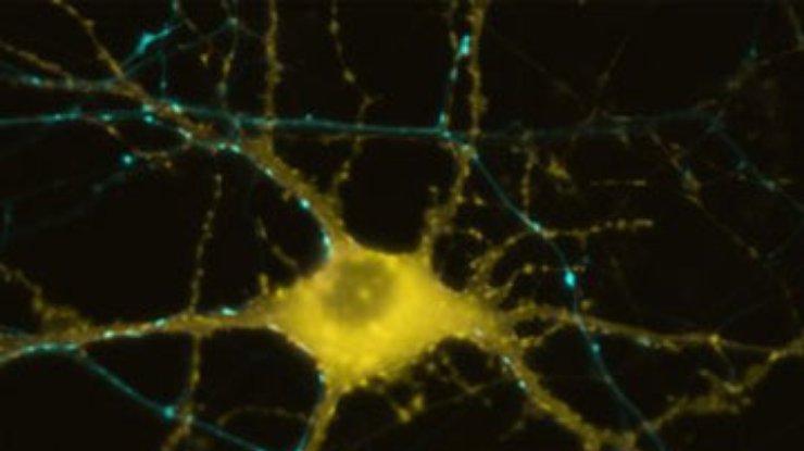 Ученые восстановили нервные клетки