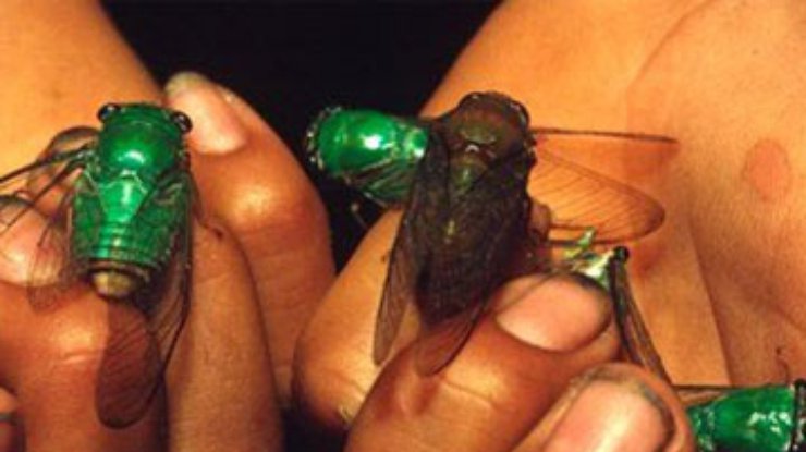 Ученые нашли миллионы лишних видов насекомых
