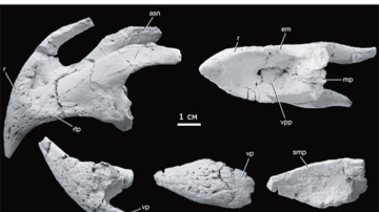 Останки рогатых динозавров впервые нашли в Европе