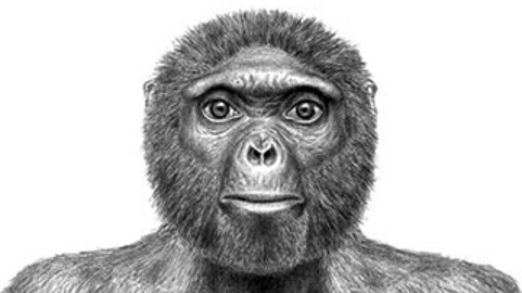Ученые сомневаются в статусе недавно найденного древнейшего предка человека