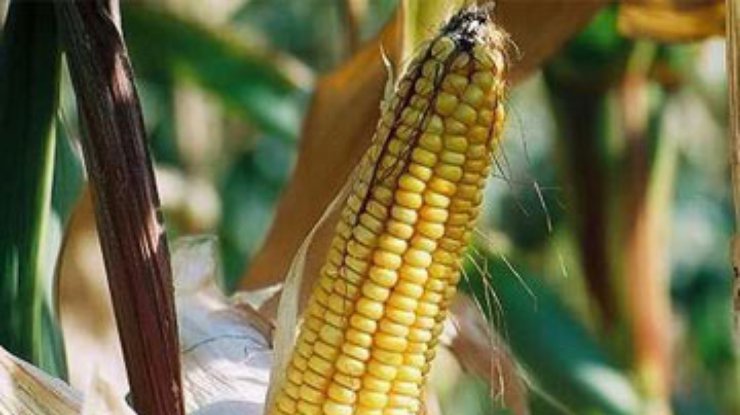 Украина потребует от Германии извинений за "диоксиновую" кукурузу