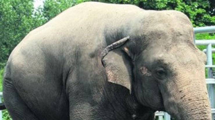 Слона в киевском зоопарке отравили - комиссия