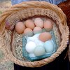 Яйца "пасущихся" кур могут содержать опасные вещества